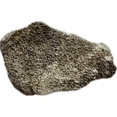 Suchomimus Dinosaur Claw Replica