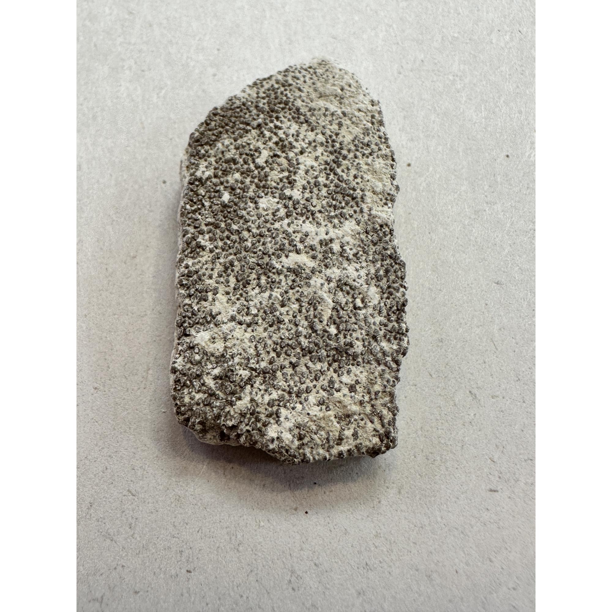 Saltasaurus Dinosaur Eggshell fragment Prehistoric Online