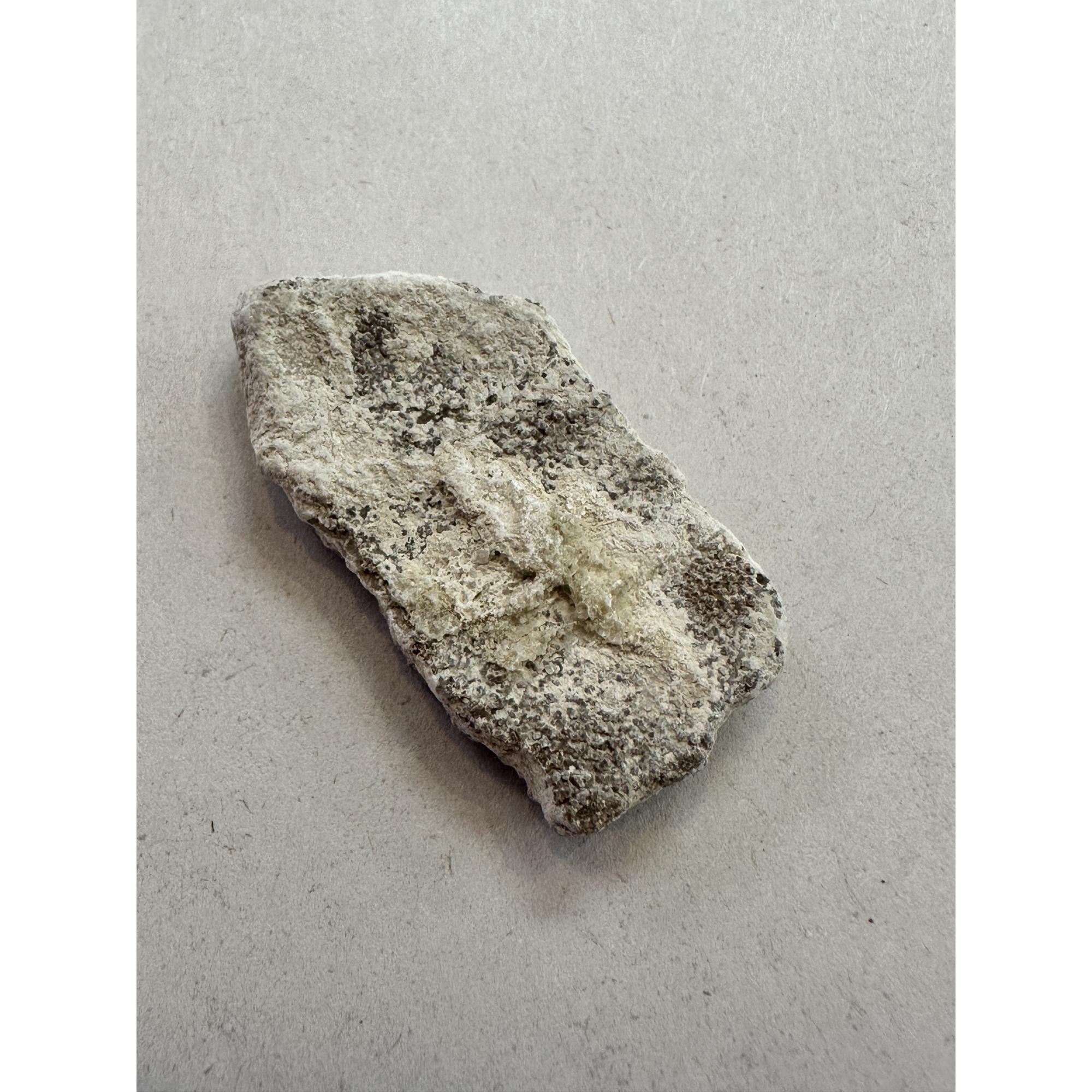 Saltasaurus Dinosaur Eggshell fragment Prehistoric Online