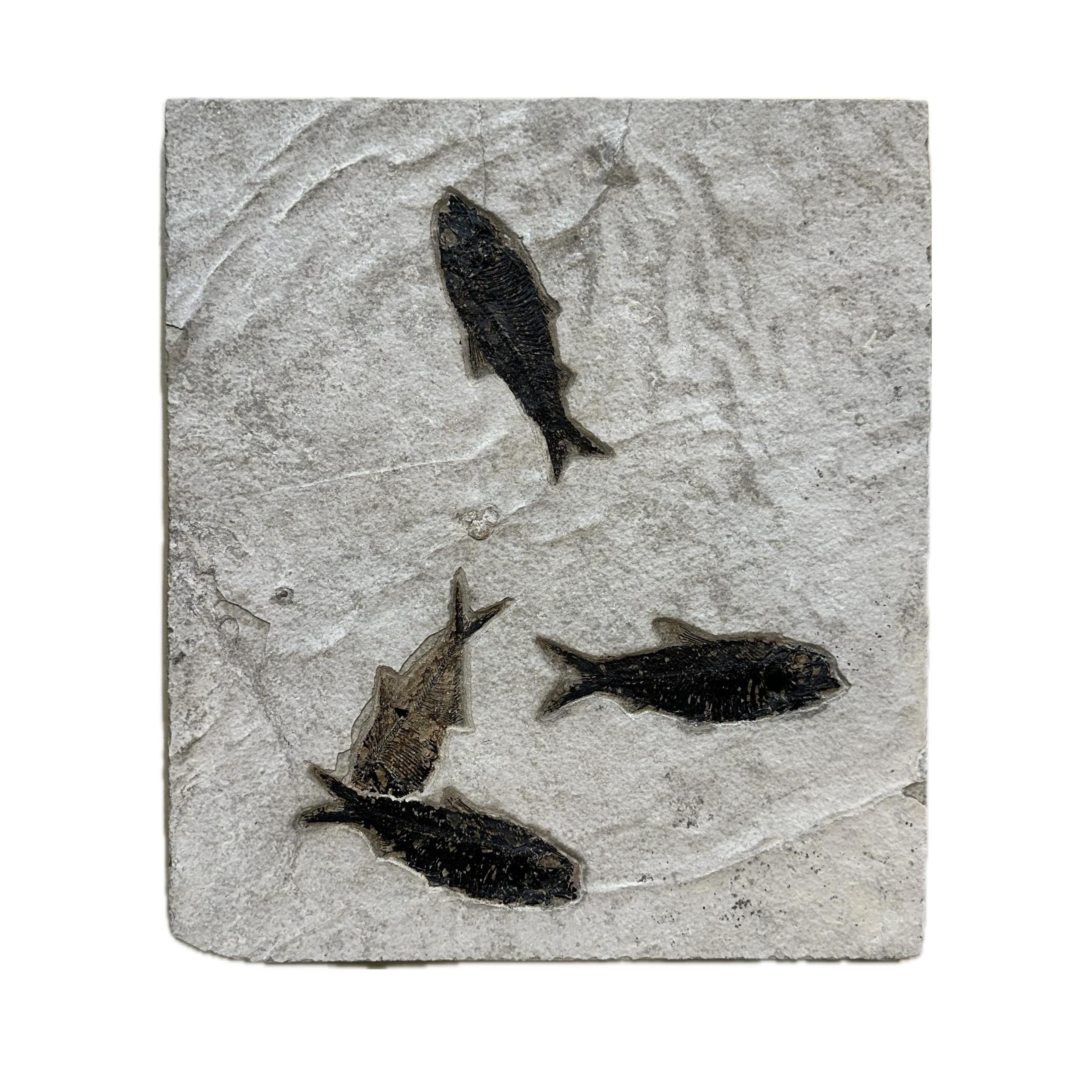 Fish mortality plate fossil, Wyoming Prehistoric Online