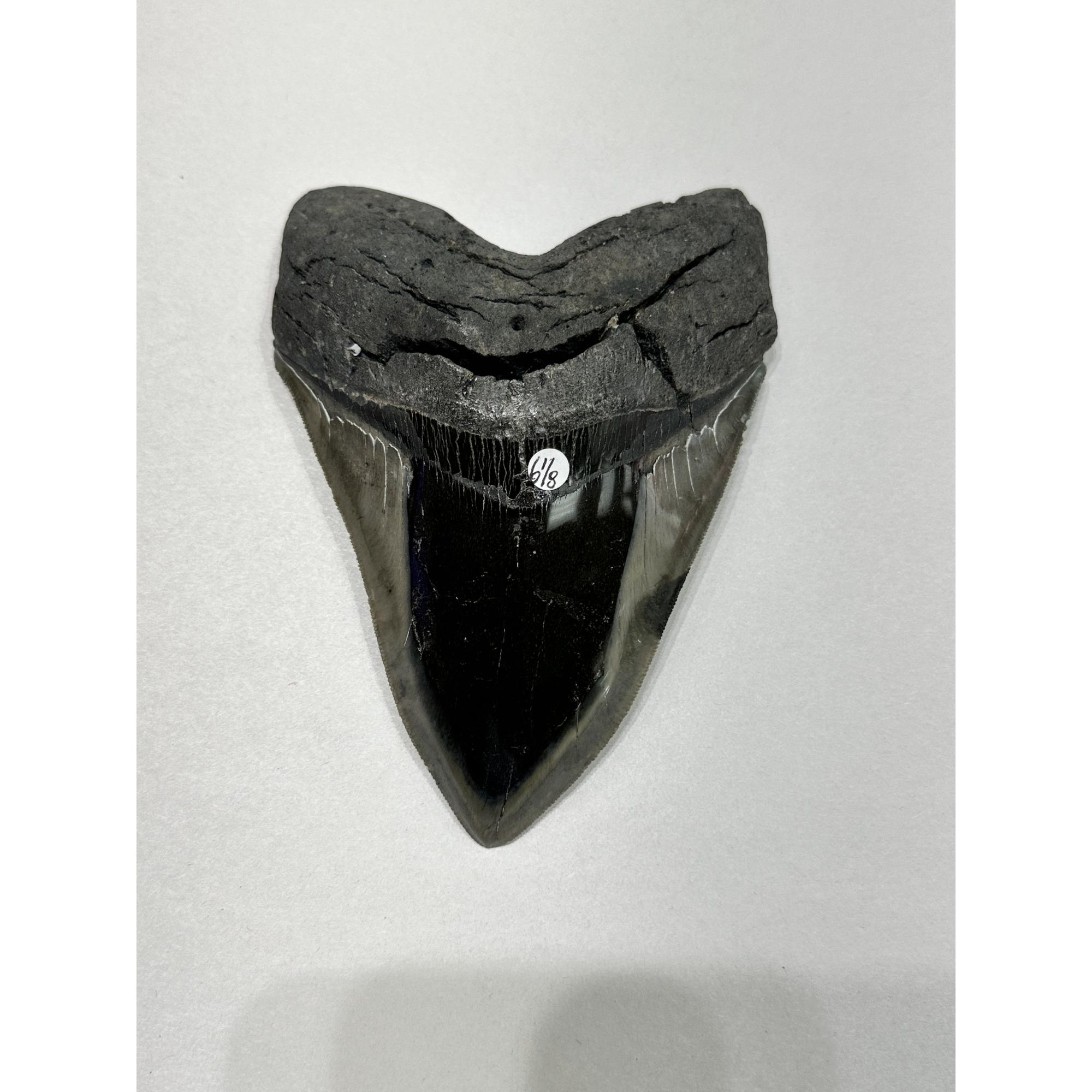 Megalodon Tooth – 6 1/8″, South Carolina Prehistoric Online