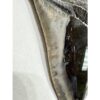 Megalodon Tooth – 6 1/8″, South Carolina Prehistoric Online