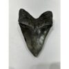 Megalodon Tooth – 6 1/8″, South Carolina Prehistoric Online