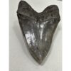 Megalodon Tooth – 6 1/8″, South Carolina Prehistoric Online