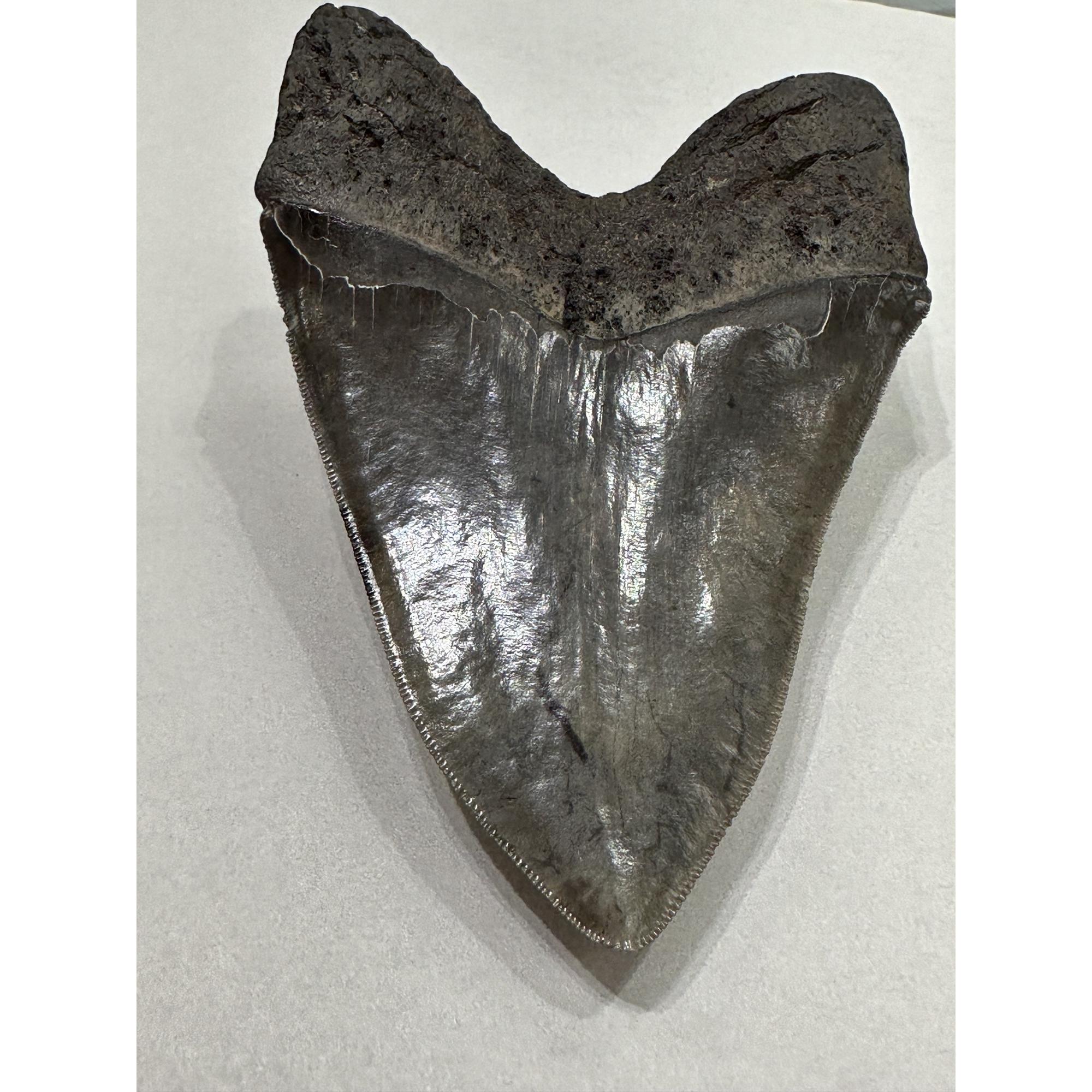 Megalodon Tooth – 6 1/8″, South Carolina Prehistoric Online