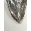 Megalodon Tooth – 6 1/8″, South Carolina Prehistoric Online