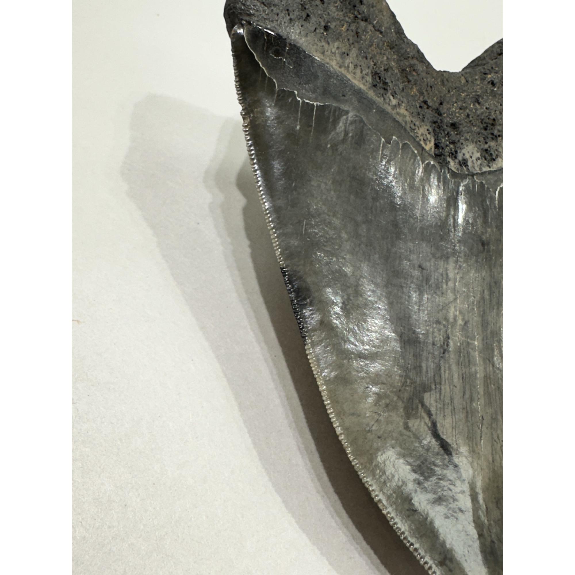 Megalodon Tooth – 6 1/8″, South Carolina Prehistoric Online