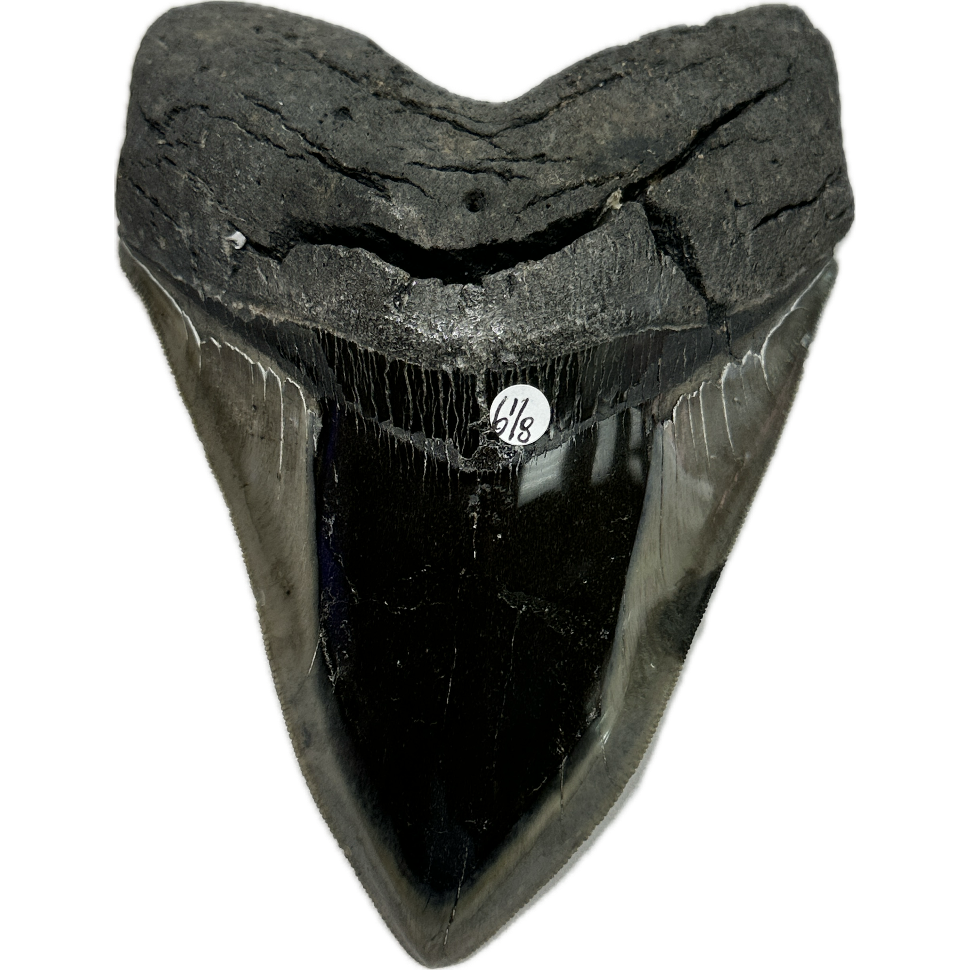 Megalodon Tooth – 6 1/8″, South Carolina Prehistoric Online