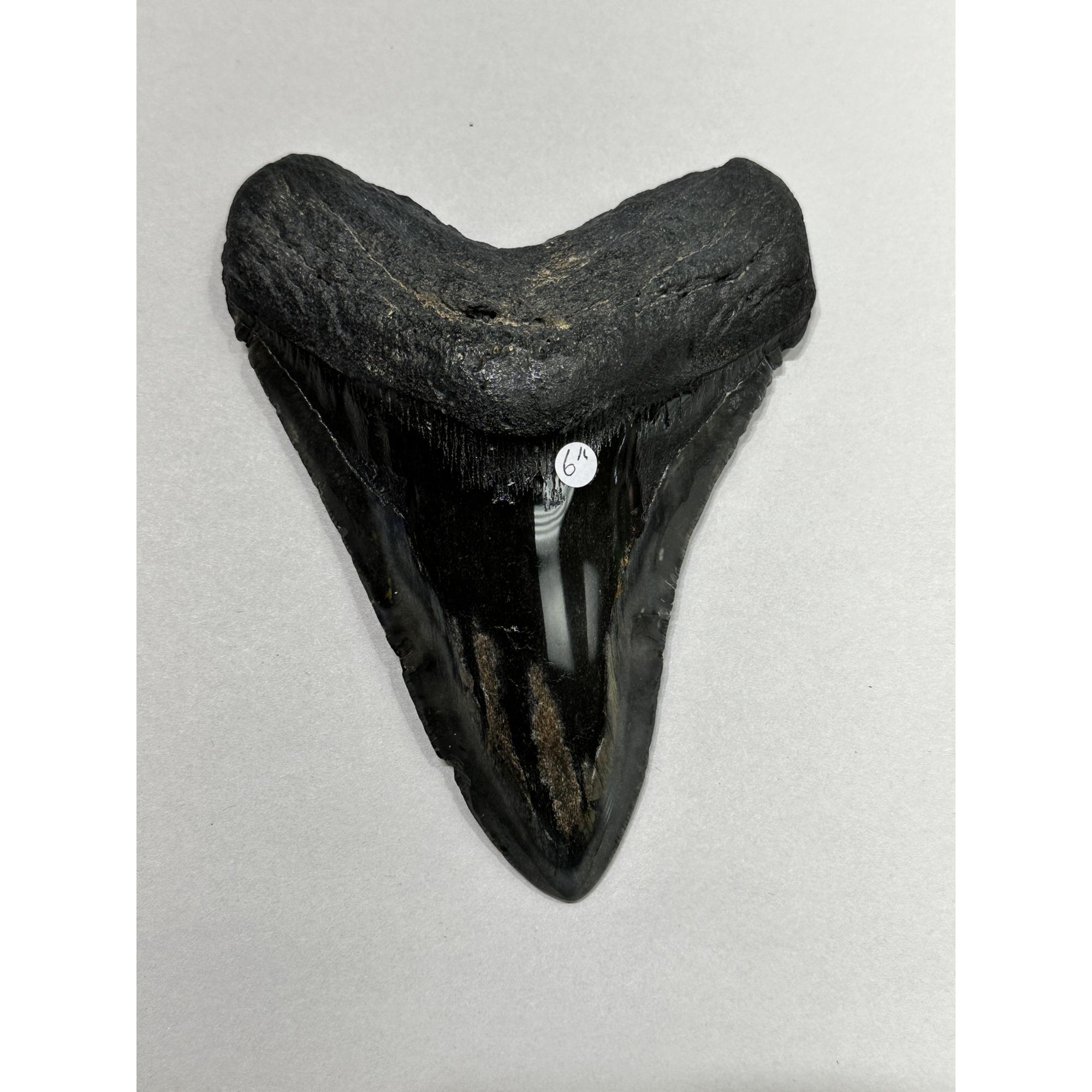 Megalodon Tooth – 6.01″, South Carolina Prehistoric Online