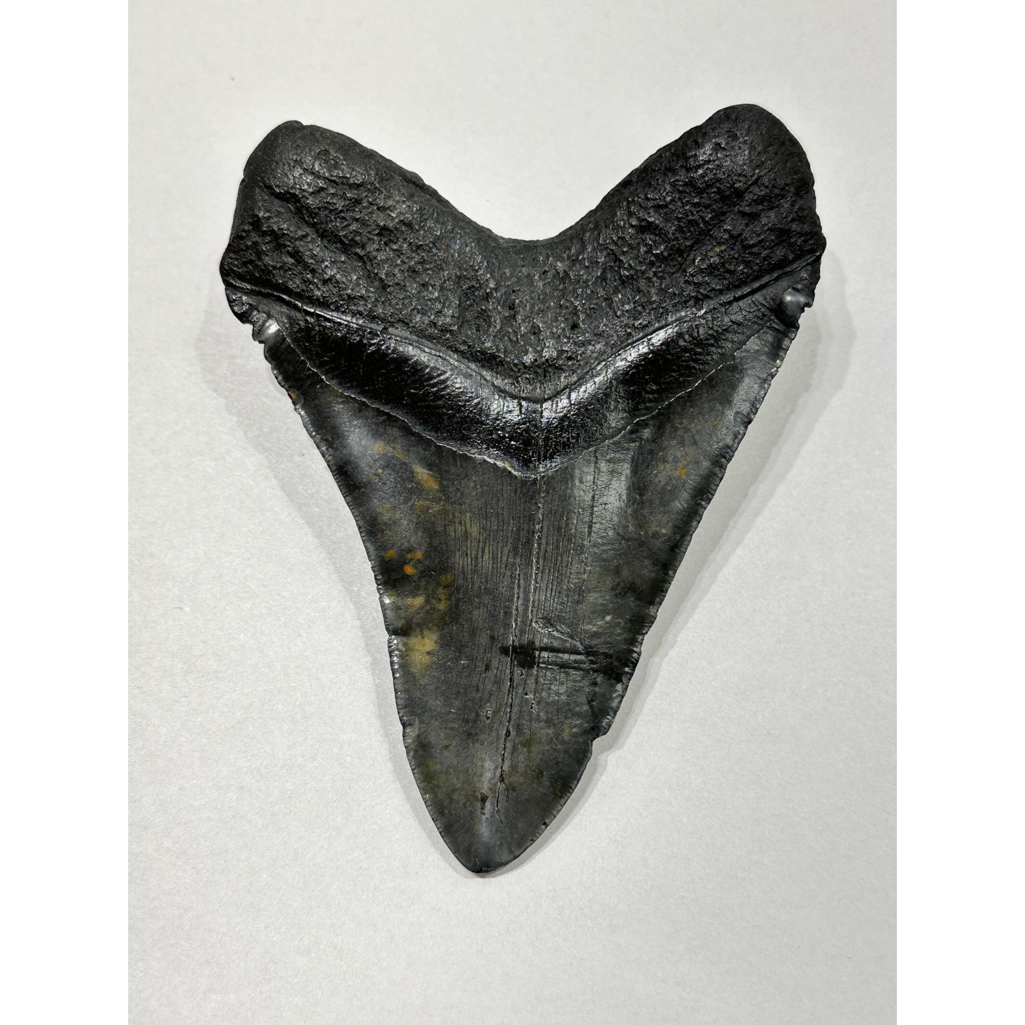 Megalodon Tooth – 6.01″, South Carolina Prehistoric Online