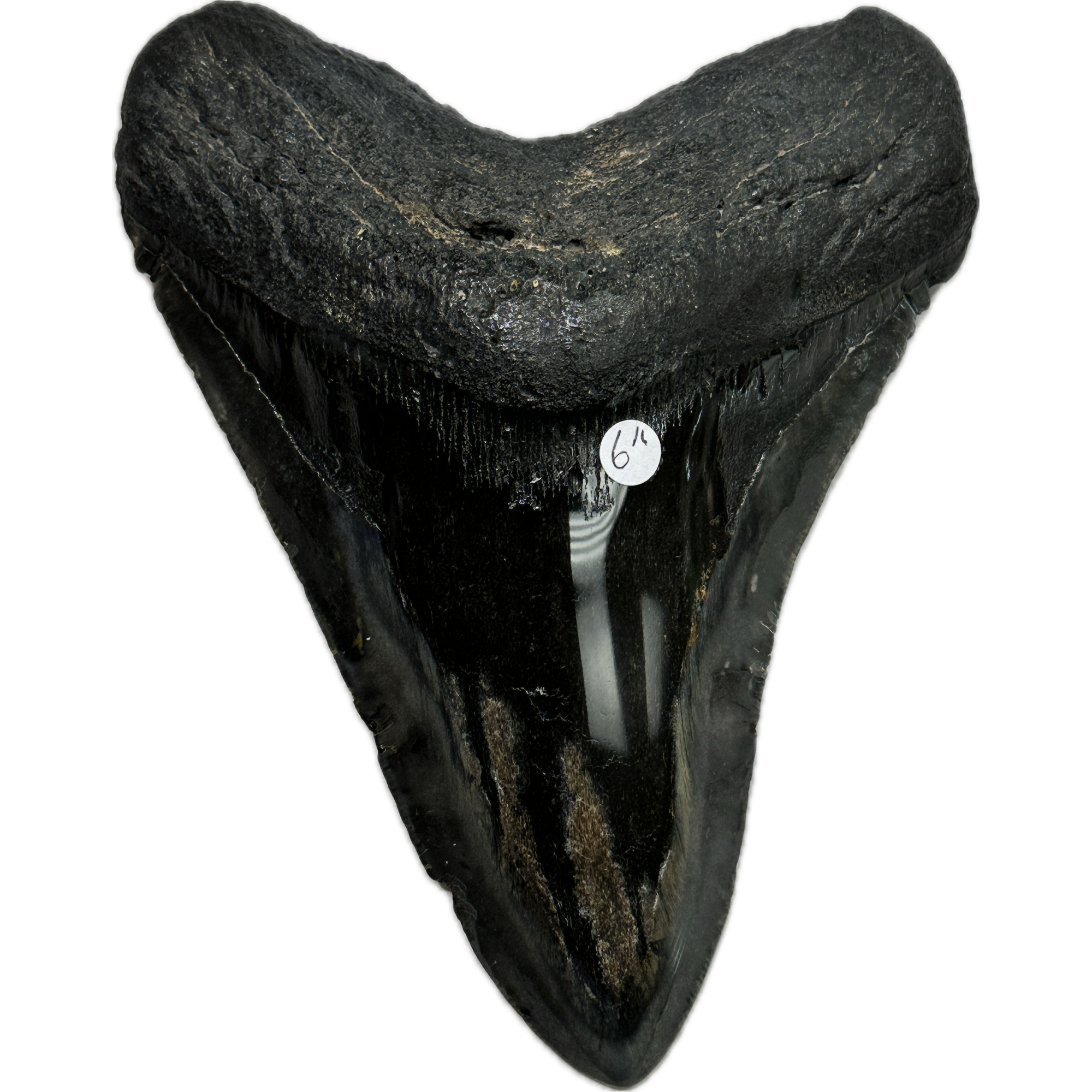 Megalodon Tooth – 6.01″, South Carolina Prehistoric Online