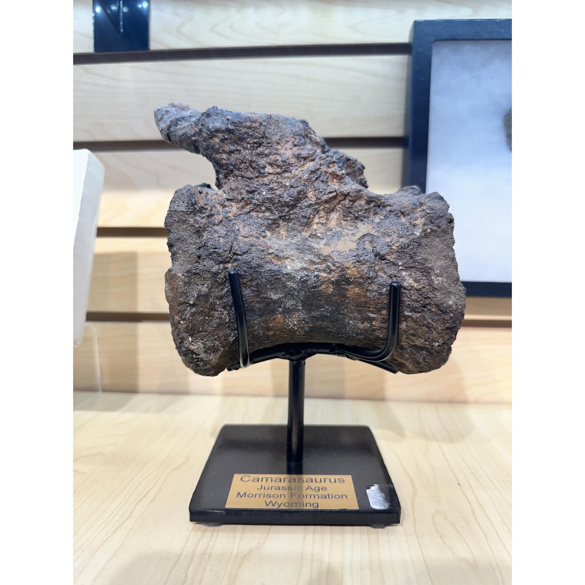 Camarasaurus Vertebrae, Wyoming Prehistoric Online