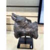 Camarasaurus Vertebrae, Wyoming Prehistoric Online