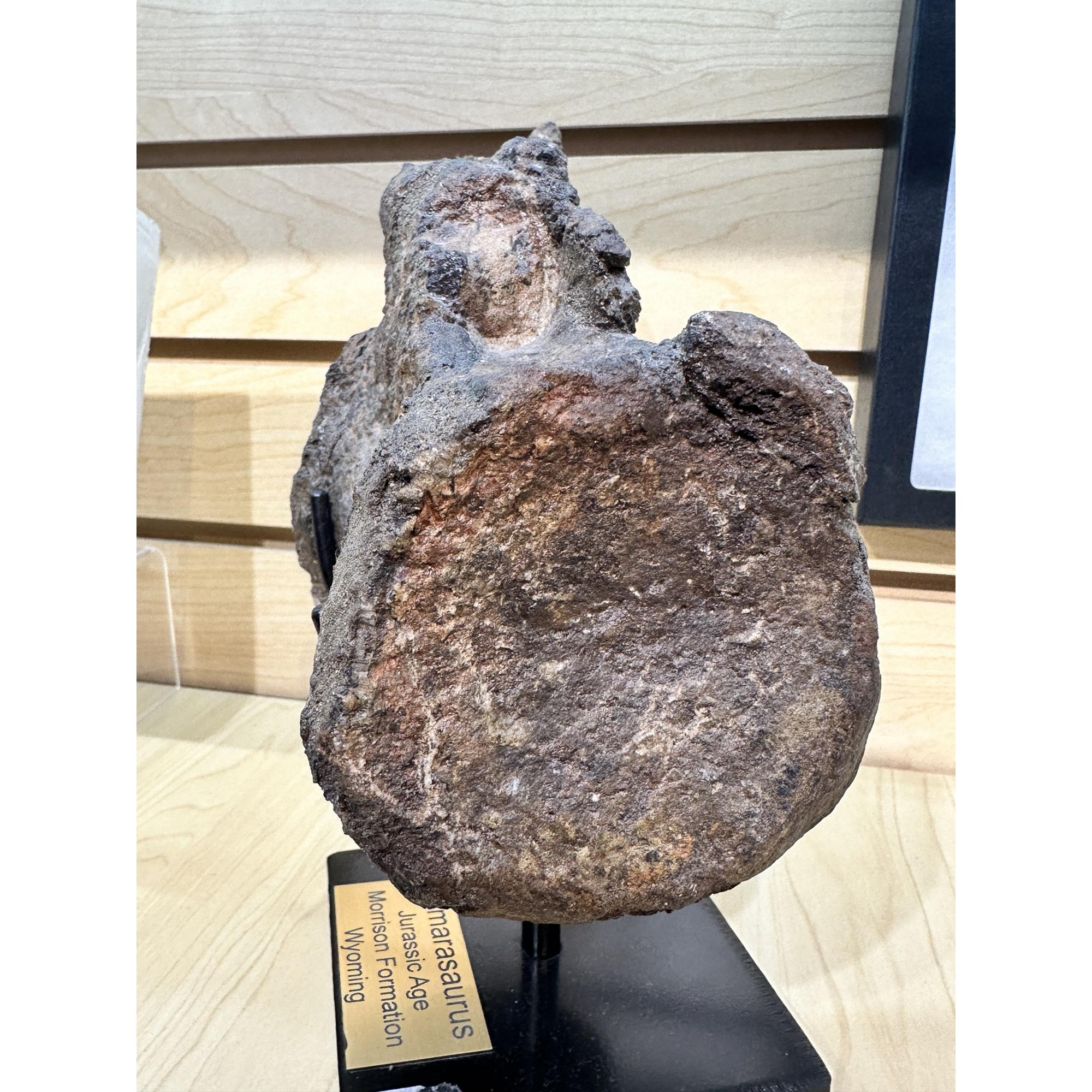 Camarasaurus Vertebrae, Wyoming Prehistoric Online