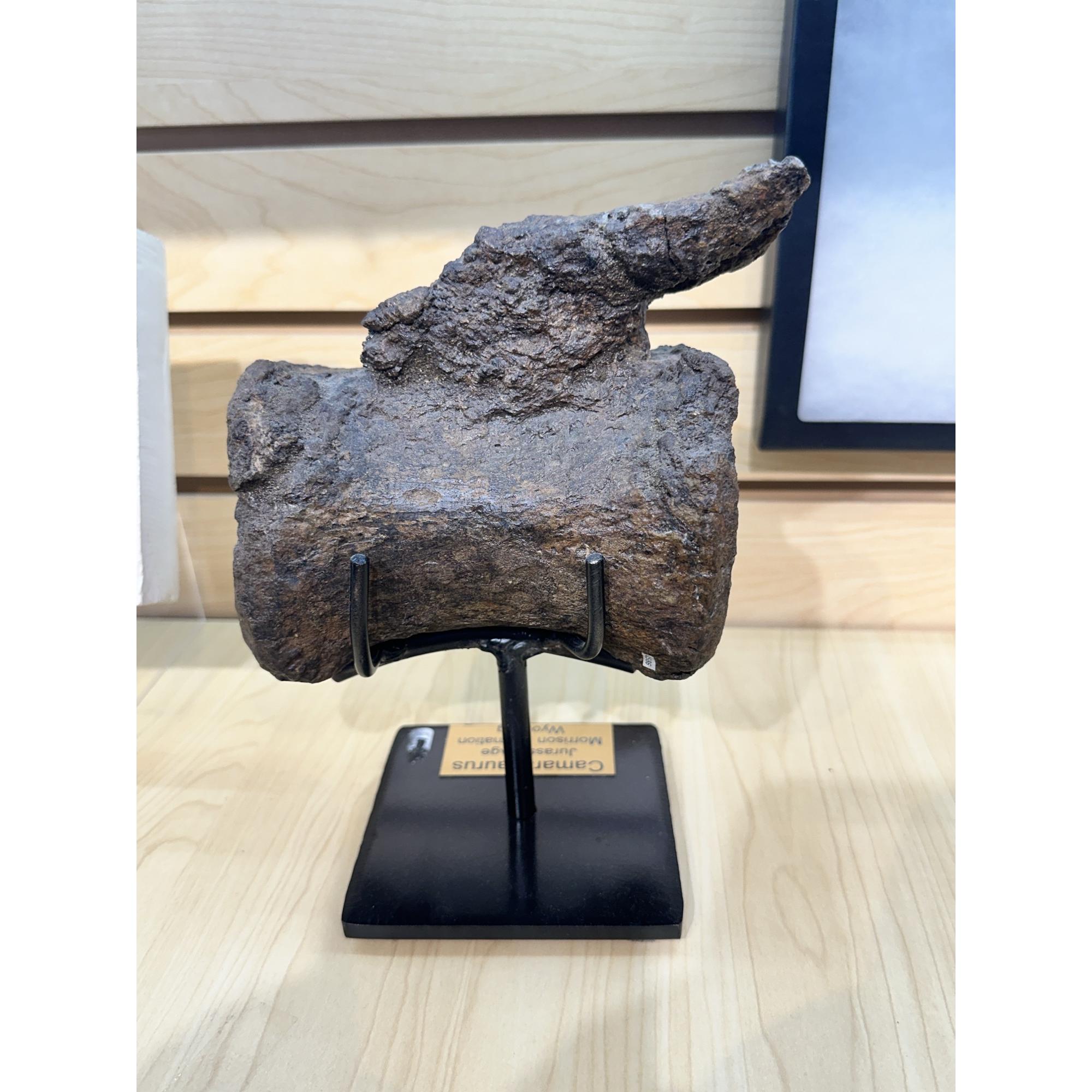 Camarasaurus Vertebrae, Wyoming Prehistoric Online