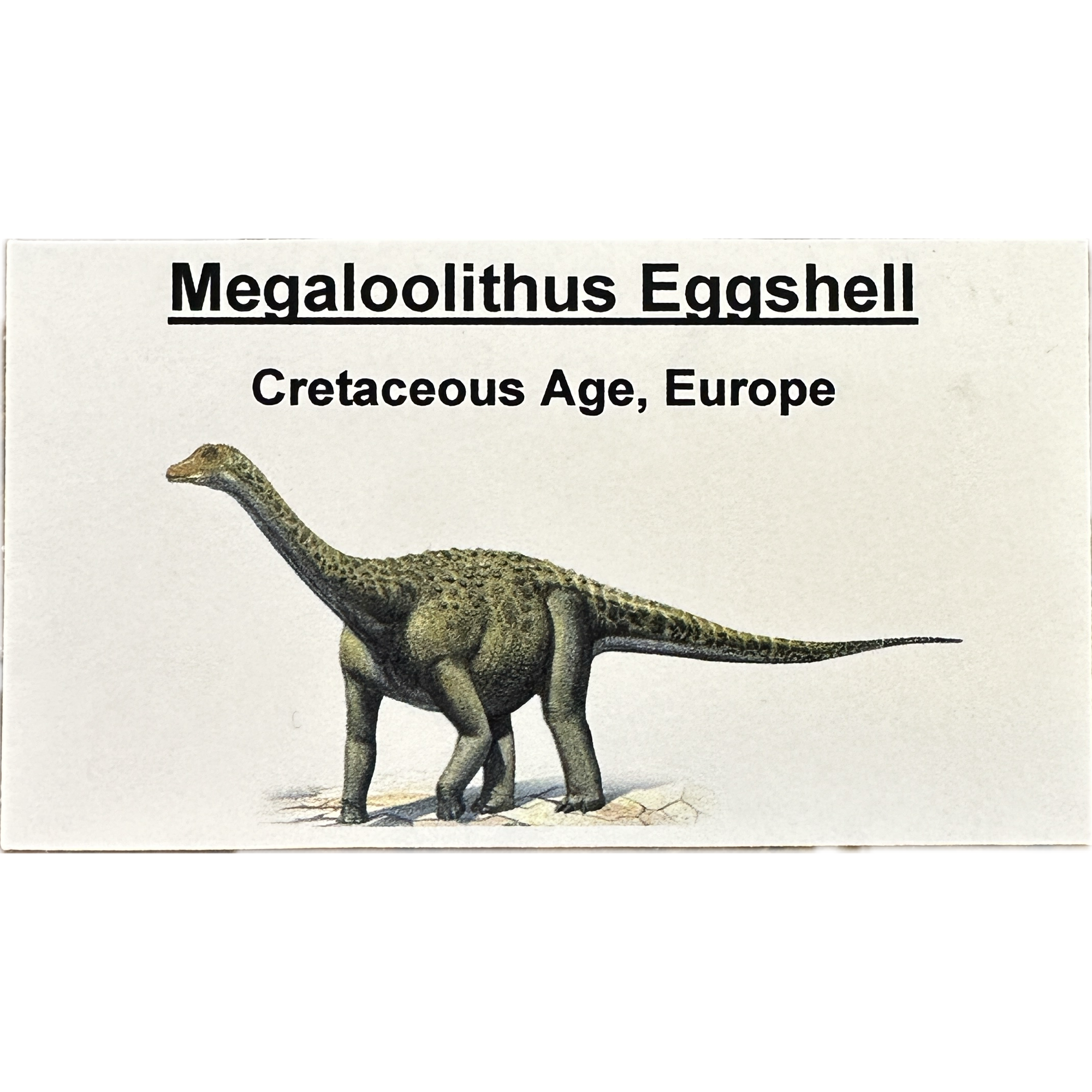 Megaloolithus Dinosaur Eggshell Prehistoric Online