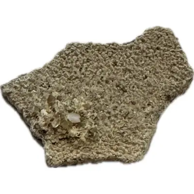 Megaloolithus Dinosaur Eggshell