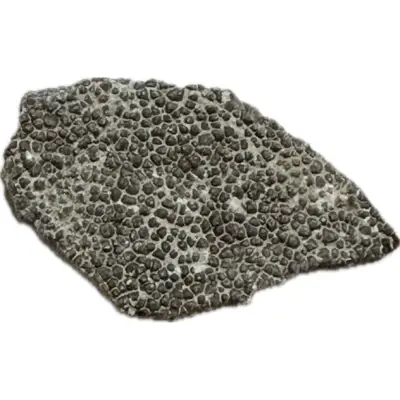 Megaloolithus Dinosaur Eggshell