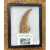 Spinosaurus composite bone Claw Prehistoric Online