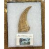 Spinosaurus composite bone Claw Prehistoric Online