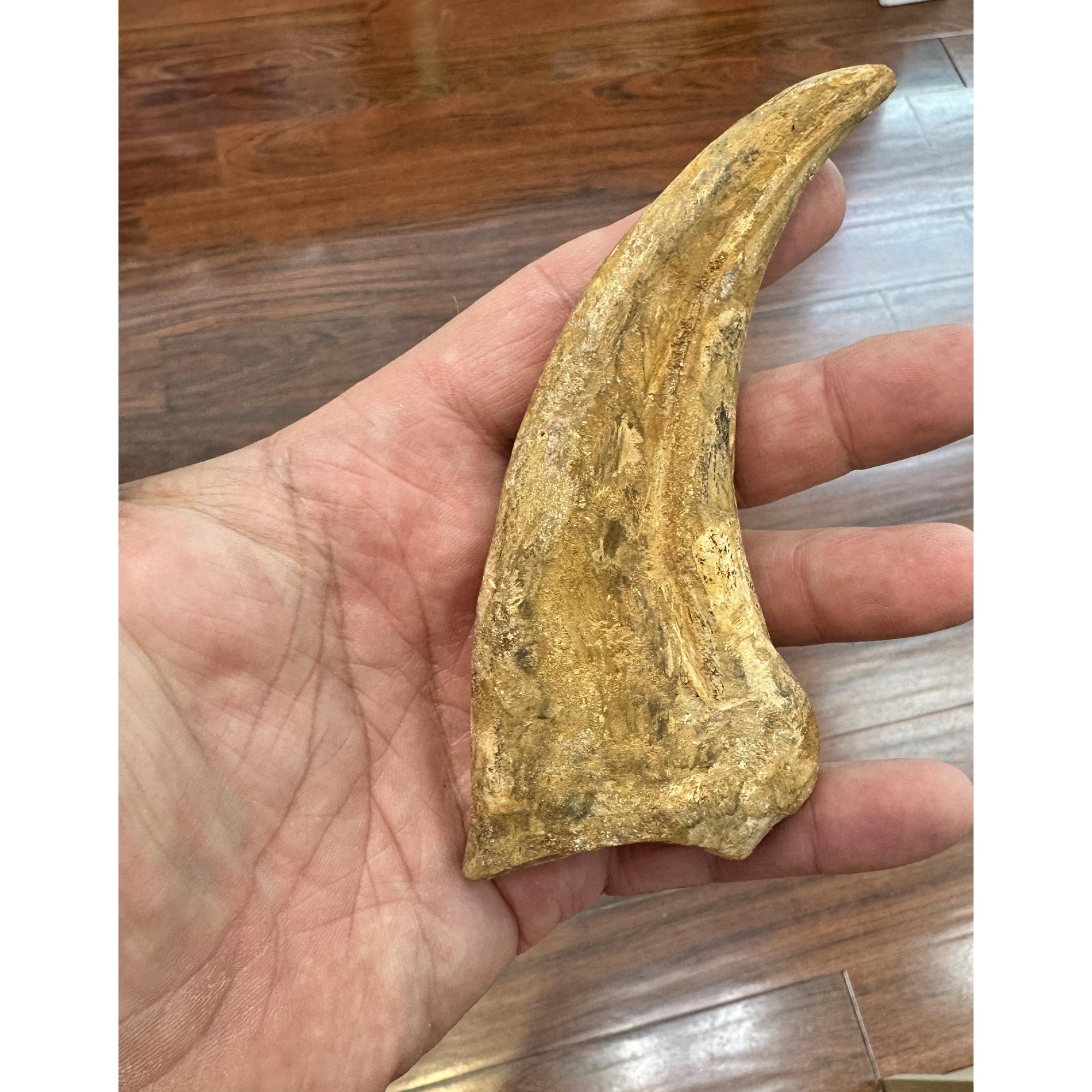 Spinosaurus composite bone Claw Prehistoric Online