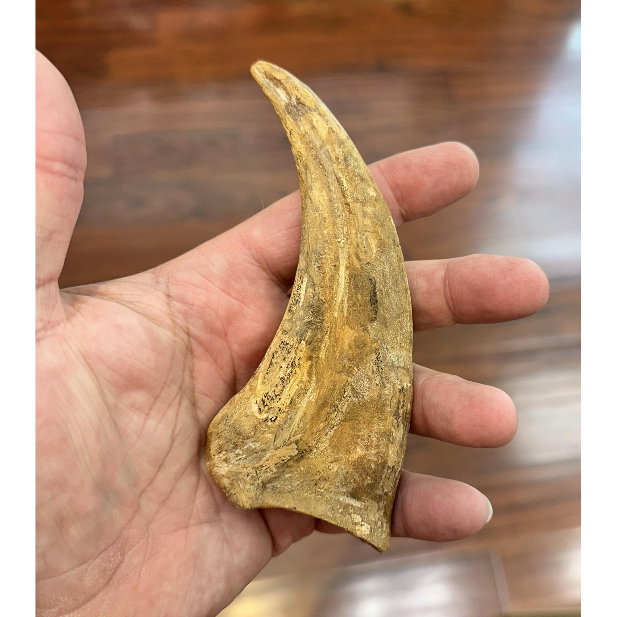 Spinosaurus composite bone Claw Prehistoric Online