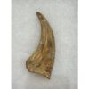 Spinosaurus composite bone Claw Prehistoric Online