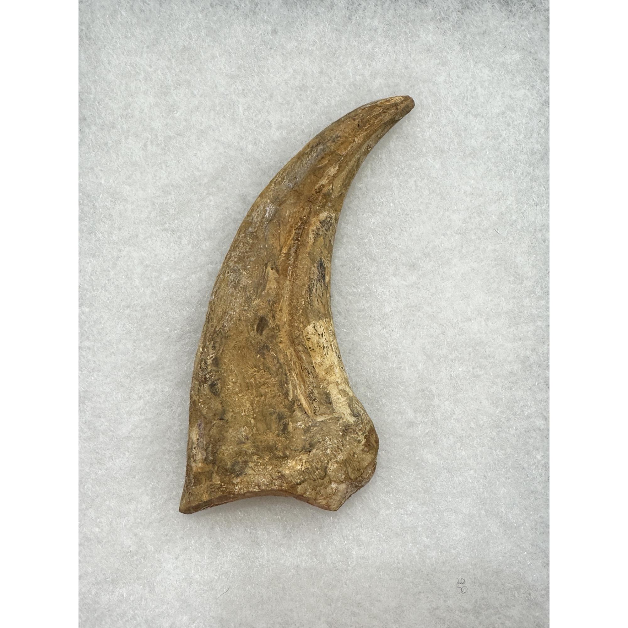 Spinosaurus composite bone Claw Prehistoric Online