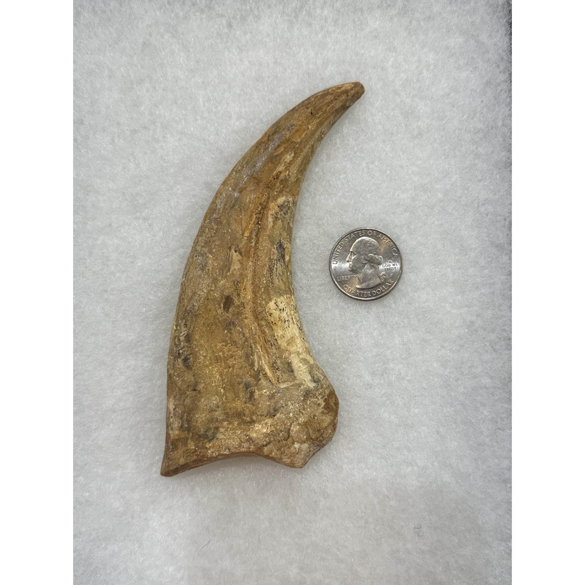 Spinosaurus composite bone Claw Prehistoric Online