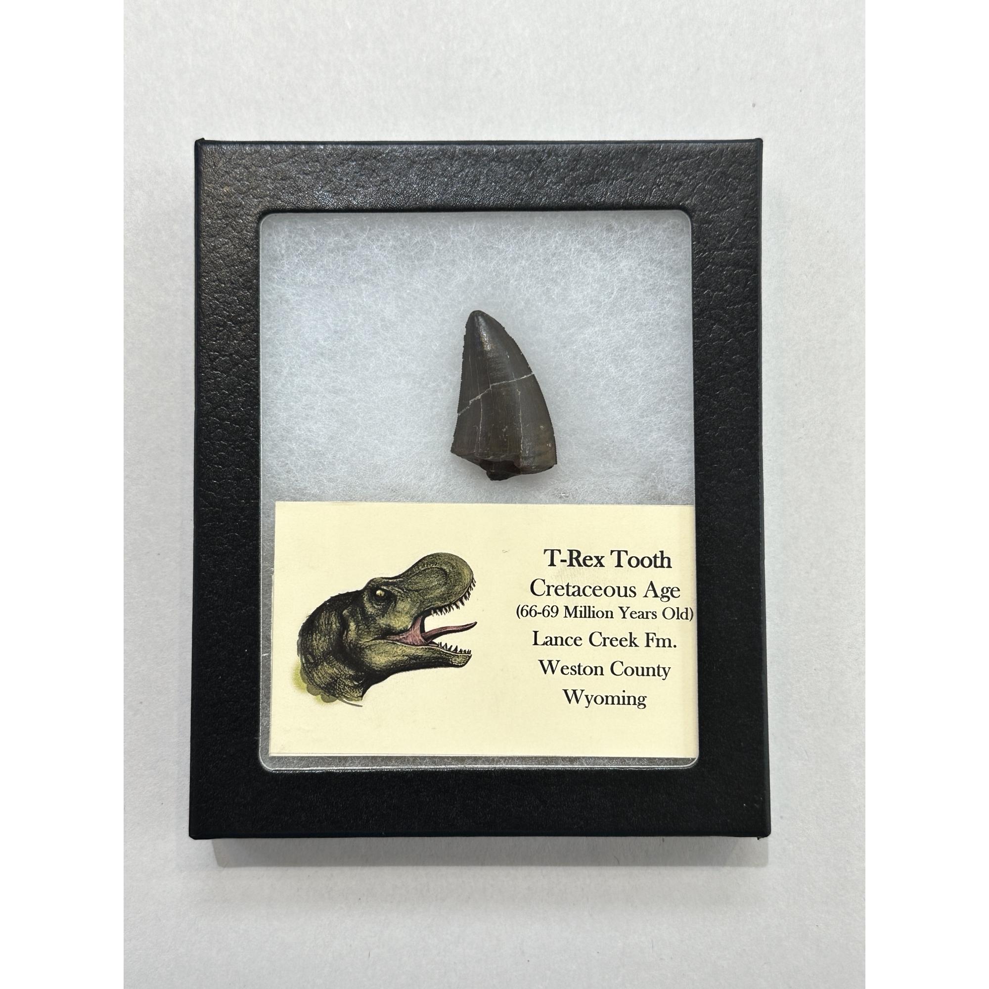 Tyrannosaurus Rex tooth, 1 1/2 inch Prehistoric Online