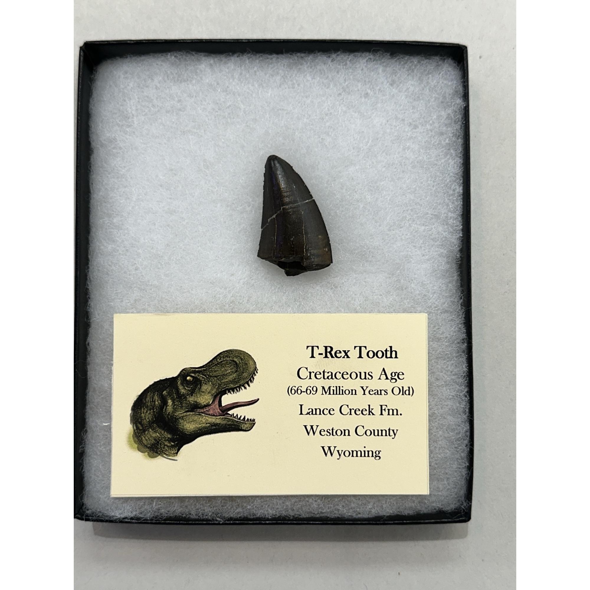 Tyrannosaurus Rex tooth, 1 1/2 inch Prehistoric Online