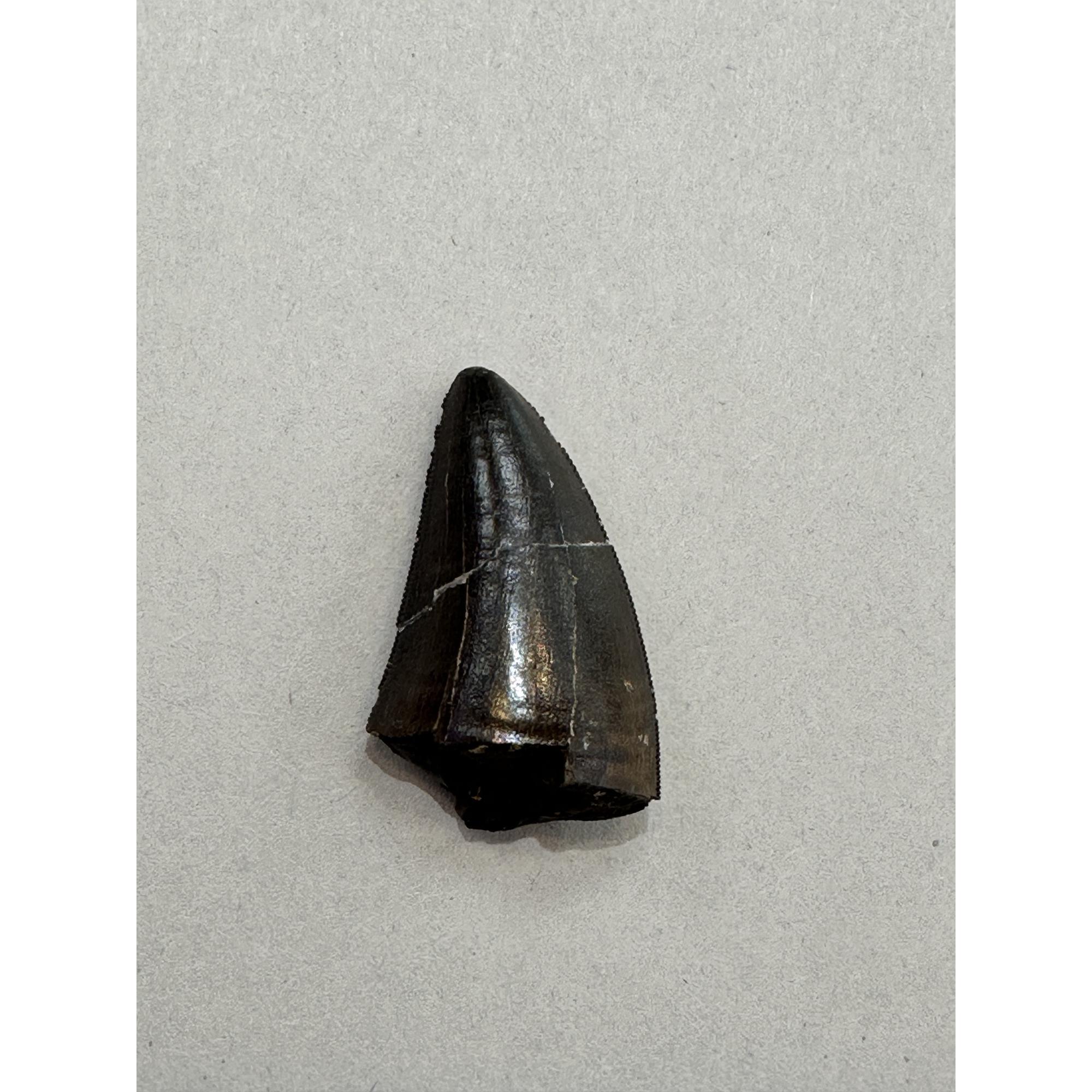 Tyrannosaurus Rex tooth, 1 1/2 inch Prehistoric Online