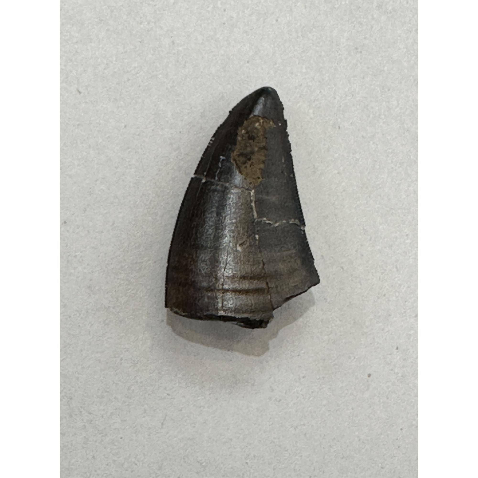 Tyrannosaurus Rex tooth, 1 1/2 inch Prehistoric Online