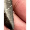 Tyrannosaurus Rex tooth, 1 1/2 inch Prehistoric Online