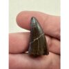 Tyrannosaurus Rex tooth, 1 1/2 inch Prehistoric Online