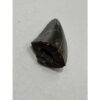 Tyrannosaurus Rex tooth, 1 1/2 inch Prehistoric Online