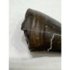 Tyrannosaurus Rex tooth, 1 1/2 inch Prehistoric Online