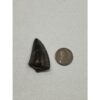 Tyrannosaurus Rex tooth, 1 1/2 inch Prehistoric Online