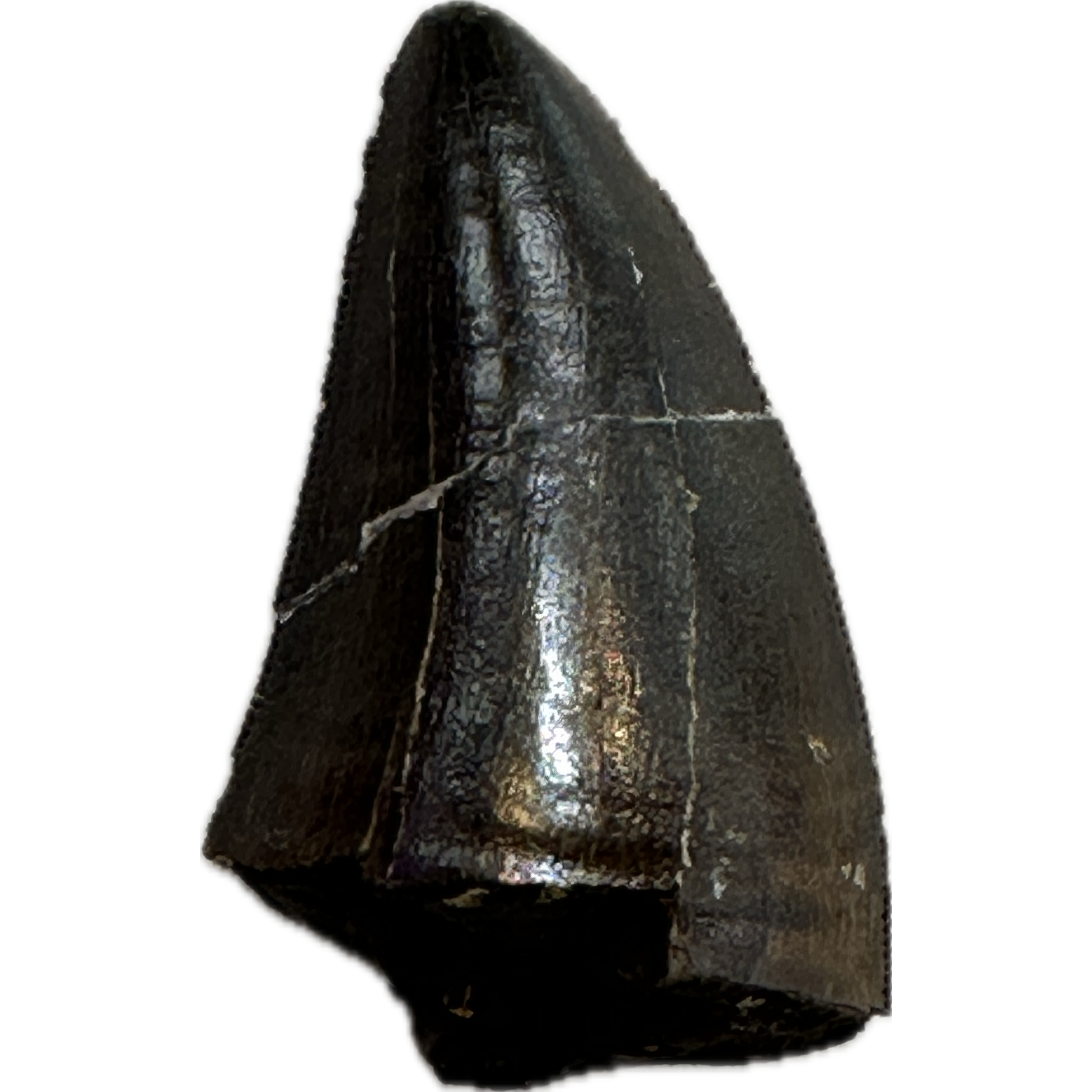 Tyrannosaurus Rex tooth, 1 1/2 inch Prehistoric Online