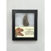 Tyrannosaurus Rex tooth, 2 1/2 inch Prehistoric Online