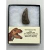 Tyrannosaurus Rex tooth, 2 1/2 inch Prehistoric Online