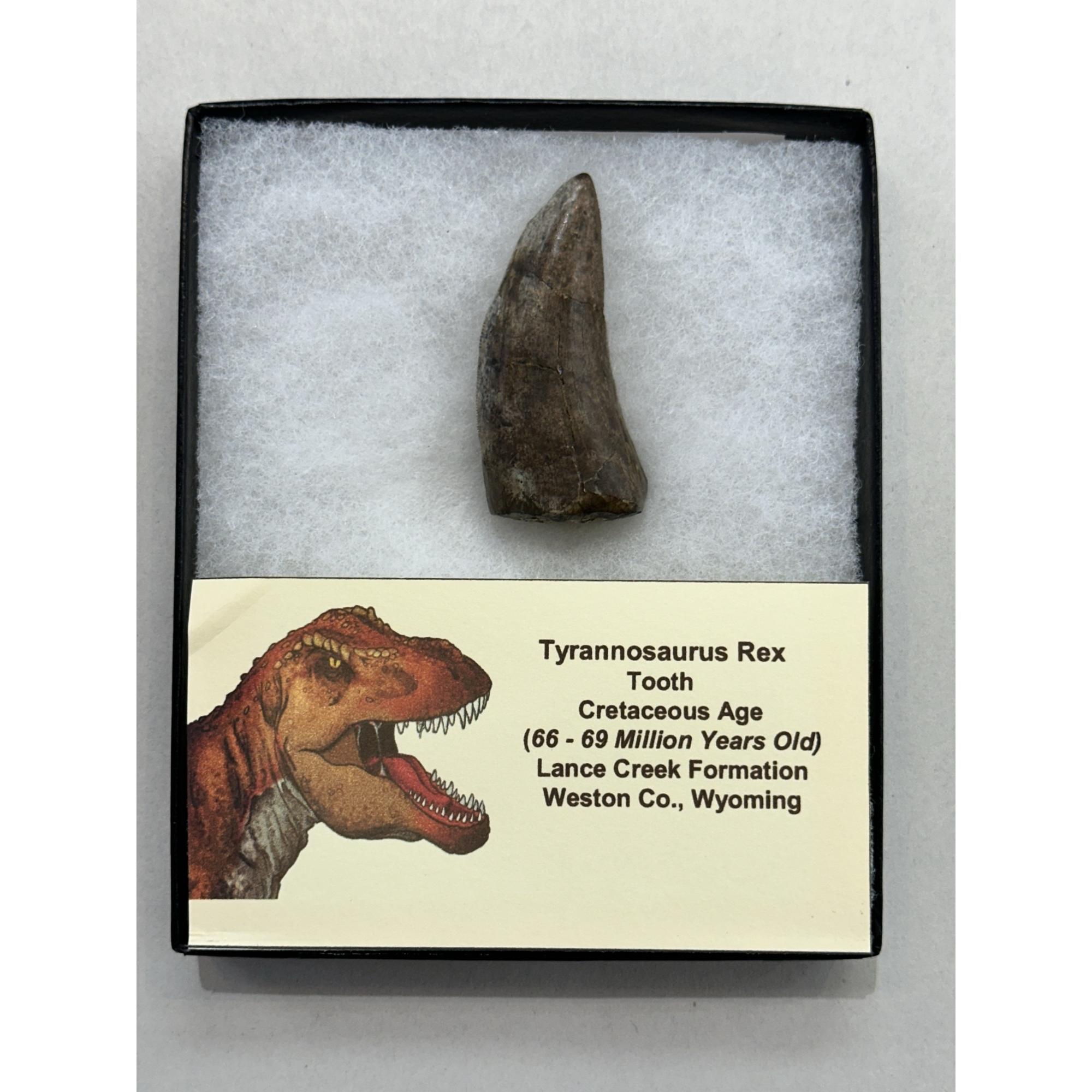 Tyrannosaurus Rex tooth, 2 1/2 inch Prehistoric Online