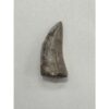 Tyrannosaurus Rex tooth, 2 1/2 inch Prehistoric Online