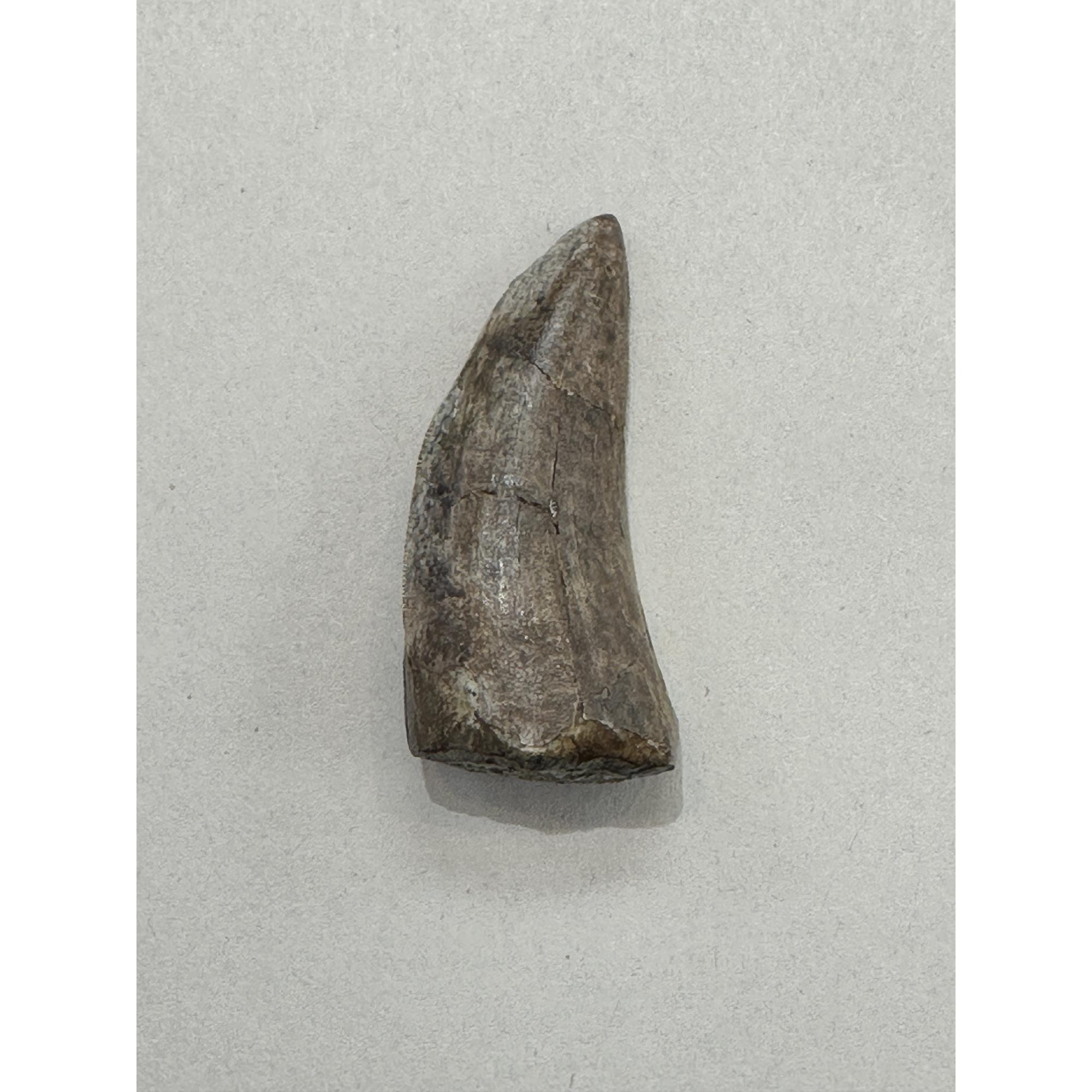 Tyrannosaurus Rex tooth, 2 1/2 inch Prehistoric Online