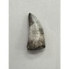 Tyrannosaurus Rex tooth, 2 1/2 inch Prehistoric Online