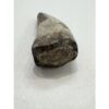 Tyrannosaurus Rex tooth, 2 1/2 inch Prehistoric Online