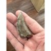 Tyrannosaurus Rex tooth, 2 1/2 inch Prehistoric Online