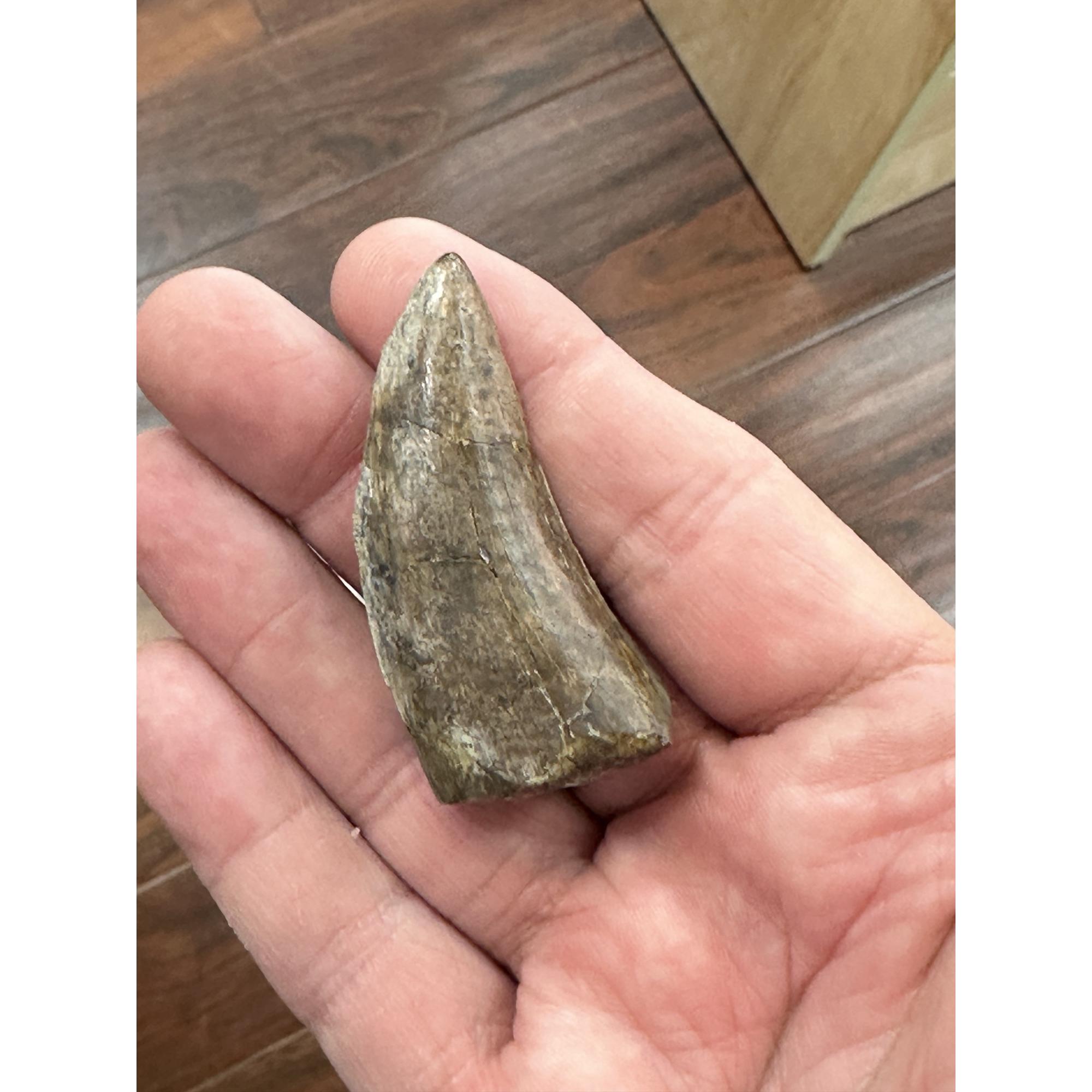 Tyrannosaurus Rex tooth, 2 1/2 inch Prehistoric Online