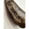 Tyrannosaurus Rex tooth, 2 1/2 inch Prehistoric Online