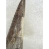 Tyrannosaurus Rex tooth, 2 1/2 inch Prehistoric Online